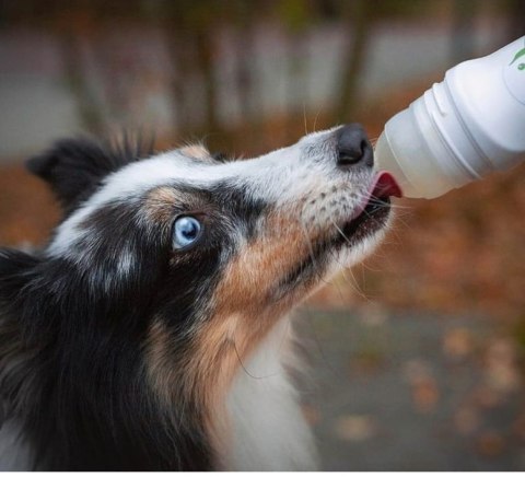 DoggyRoller - Gadżet do podawania Smoothie Dog - granatowy